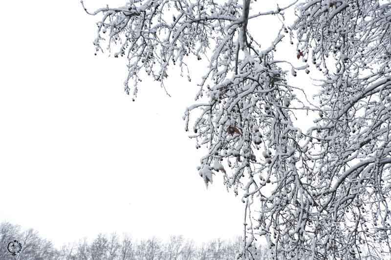 snow in Rome 2018