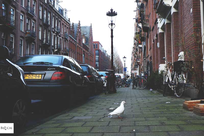 alternative things to do in amsterdam