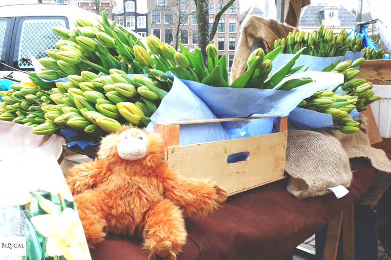 noordermarkt amsterdam