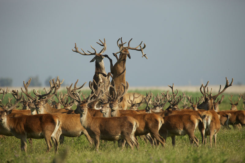 Oostvaardersplassen Natural Park