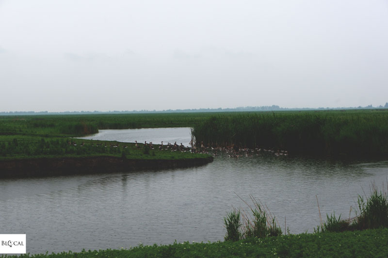 Oostvaardersplassen Natural Park