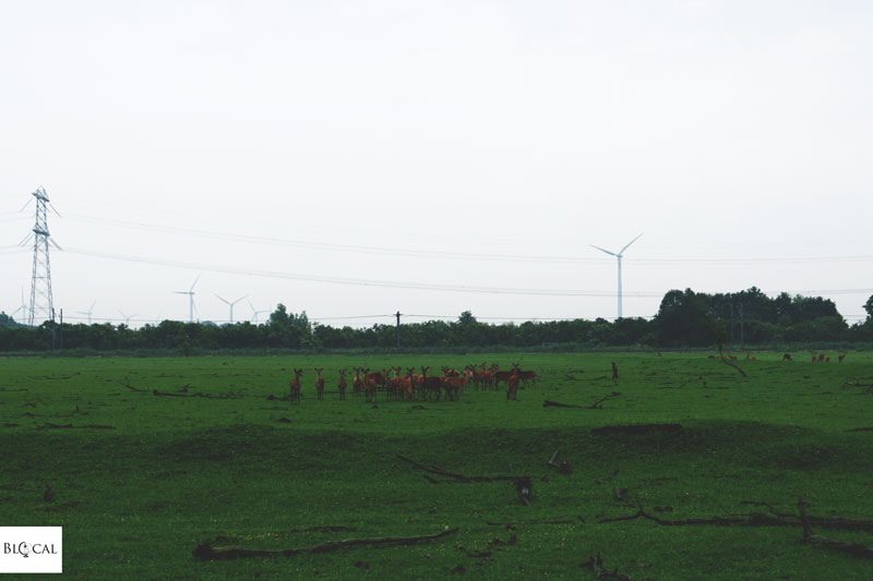 Oostvaardersplassen Natural Park