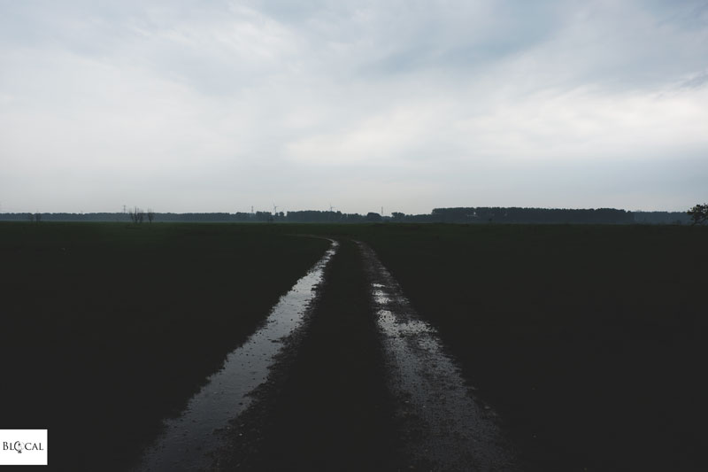 Oostvaardersplassen Natural Park