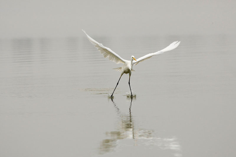 Oostvaardersplassen Natural Park