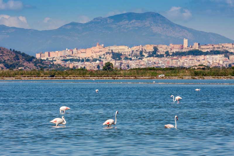 fenicotteri rosa cagliari