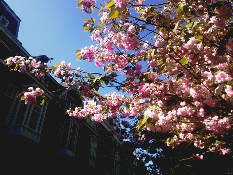 spring in Amsterdam